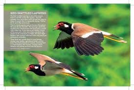 A community of women who want to grow together in prayer and community. Brilliant Birds In The Uae Revealed In All Their Glory Uae Gulf News