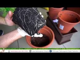 Tomaten Wurzelaktivator Algenmehl Test Teil 2 Youtube