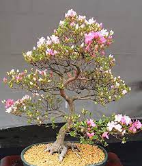 Use them as specimens in the landscape, or included as a very special collection or grouping. 10 Japanese Blooming Cherry Blossom Bonsai Seeds Exotic And Rare Sakura Bonsai Seeds Amazon De Garden