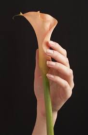Plant calla lily bulbs in a mixture of peat moss and bone meal that has been enriched with compost. What You Must Know About Potted Calla Lily Care Gardenerdy