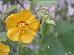 Image result for Abutilon hirtum