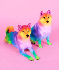 Rainbow Dog Baby Animals Pictures Cute Animals