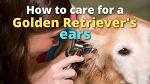 Two standardized purebred parents were bred to produce a 50/50 blend. Why Is My Golden Retriever S Nose Turning Pink Solved Loyal Goldens