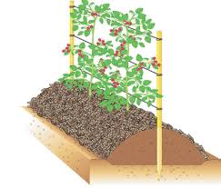 10 Tipps Rund Um Himbeeren Garten Pflanzen Garten Bepflanzung