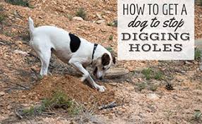 Check spelling or type a new query. How To Stop A Dog From Digging Holes Under Fences In Bed In Yard And More Why Do Dogs Dig Holes Caninejournal Com