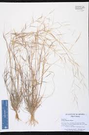 Image result for Aristida bipartita