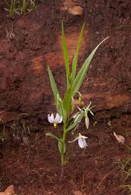 Image result for Walleria nutans