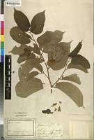 Image result for Grewia glandulosa
