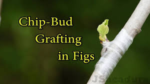 It is the method that preserves the stock of a plant/tree (fruiting or. Grafting Fruit Trees Chip Bud Grafting Fig Trees The Easiest Grafting Technique There Is Youtube