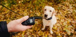 The first model to talk about here is one that immediately suggest good choosing the best dog training collars for your dog. The Best Dog Training Shock Collars In 2021 Reviews Comparisons
