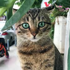 En Guzel Yesilleri Bile Golgede Birakan Ama Hep Yesillerin Golgesine Saklanan Patibiyografi Tekir Kediler Cats Hayvanlar