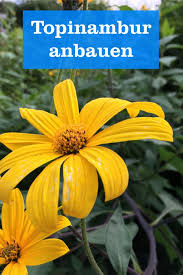 Worauf sie beim anbau achten müssen. Topinambur Beet Anlegen Gartenbob De Der Garten Ratgeber