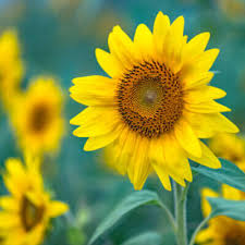 Tips on how to grow sunflowers from seeds: Strawberry Blonde Sunflowers Put A Pink Twist On The Summer Bloom