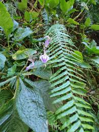 Image result for Brillantaisia cicatricosa