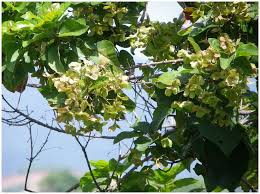 Image result for Carpodiptera africana