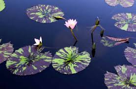 Image result for Ateleia herbert-smithii