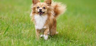 Der collie (langhaar) ist durch feine gesichtszüge und seine üppige mähne bekannt und sehr beliebt. Chihuahua Steckbrief Charakter Wesen Haltung