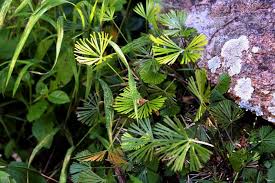 Image result for Actiniopteris