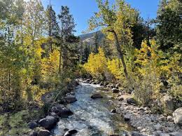 Image result for Ursinia montana