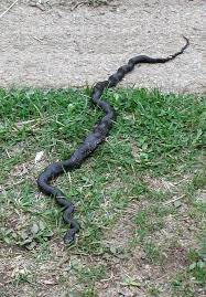 One Unusual Characteristic Of The Black Rat Snake Is That When It Senses Danger It Freezes And Takes On A Rippled Posture Rat Snake Pet Birds Black Rat