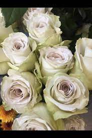 These gentle, touching creatures, which appear earlier than others, fill the soul of any person with joyful awe. Earl Grey Roses Rose Varieties Beautiful Roses Chuppah Flowers