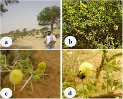 Image result for Acacia gerrardii