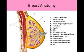 Breasts, or mammary glands, are capable of producing milk in females. Breast Anatomy And Physiology Ultrasound Registry Review