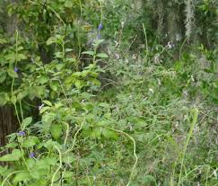 Image result for Galactia