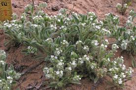 Image result for Alchemilla cryptantha