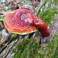 Image result for Ganoderma tsugae