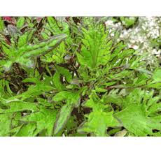 Image result for Coleus melleri