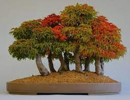 'shishigashira' is unlike any other japanese maple in the world. Shishigashira Japanese Maple Bonsai Forest Japanesemaple Shishigashira Japanese Maple Bonsai Forest Bonsai Forest Maple Bonsai Japanese Maple Bonsai