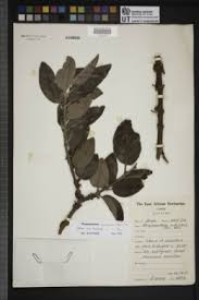 Image result for Phragmanthera usuiensis