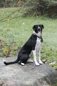 Baby Ringo Look Alike Border Collie German Short Haired Pointer Mix Aka Zeus Puppy Dog Pictures Lab Mix Puppies German Shorthaired Pointer