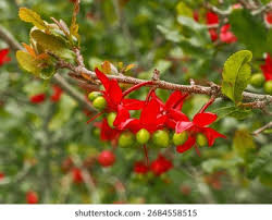 Image result for Ochnaceae