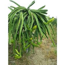 نتیجه جستجوی لغت [fleshed] در گوگل