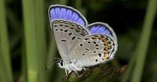 Black And Red Caterpillar Michigan National Pollinator Week Karner Blue Butterfly Michigan Wildlife Endangered Species With Images Karner Blue Butterfly Blue Butterfly Moth