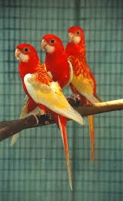 Exotic Bird Eggs For Sale Uk Trendy Parakeets For Sale Excellent Pet Birds Australian Parrots Beautiful Birds