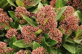 Einzelstellung pflegeaufwand:gering im winter die jahr ab april/mai photinia. Winterpflanzen Fur Balkonkasten 16 Schone Winterblumen Fur Balkone