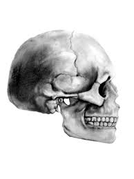Skull Profile Art Inspiration Skull Art For reference combined these panting took maybe an hour and a half? skull profile art inspiration skull art