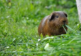 Although there is no problem with guinea pigs eating grass, a guinea pig's staple diet should include timothy hay, but if you only give them grass every so often there's nothing wrong in that. Can Guinea Pigs Eat Grass