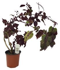 Image result for Coleus maculosus
