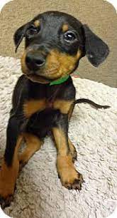 As puppies, it is important to offer them a lot of leadership through the doberman pinscher is a square, muscular, medium size dog. Las Vegas Nv Doberman Pinscher Meet Puppies A Pet For Adoption