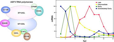 The british brought many domestic. African Swine Fever Virus Transcription Sciencedirect