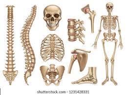Rand swenson, d.c., m.d., ph.d. Human Bone Icon Free Download Png And Vector