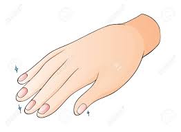 Résultat de recherche d'images pour "human fingernail"