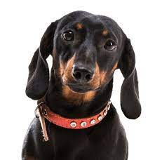 All puppies for sale near me. Dachshund Puppies For Sale Adoptapet Com