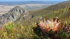 Image result for Schizaea pectinata