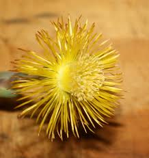 Image result for Hereroa glenensis