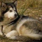 Karena anjing ini cukup aktif dan cerdas. Anjing Merupakan Salah Satu Jenis Spesies Mamalia Yang Banyak Dimanfaatkan Sebagai Hewan Peliharaan Anjing Alaskan Malamute Malamute Alaskan Malamute Puppies